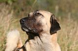 KANGAL 103